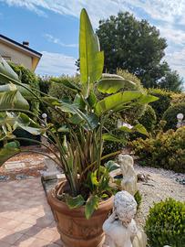 Strelitzia grande 