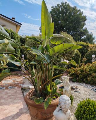 Strelitzia grande 