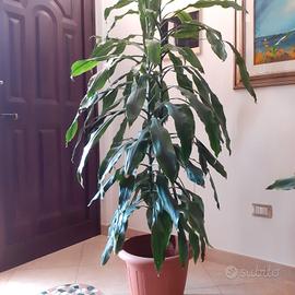 Pianta da arredamento 