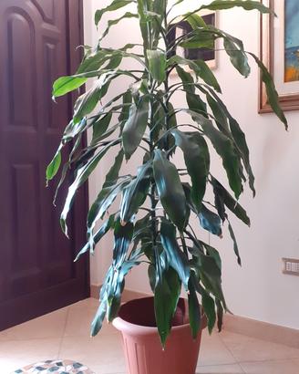 Pianta da arredamento 