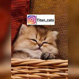Aperte le prenotazioni per gattini di razza