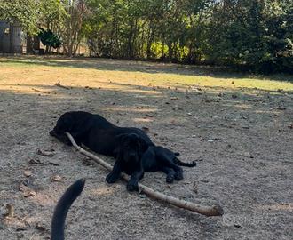 Cucciola di Cane Corso