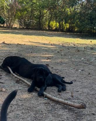 Cucciola di Cane Corso