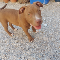 Cucciola pitbull terrier