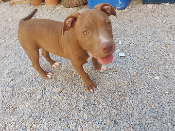 Cucciola pitbull terrier