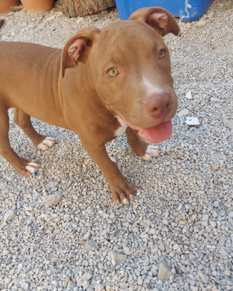 Cucciola pitbull terrier