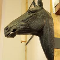 Testa di cavallo da esposizione