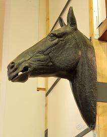 Testa di cavallo da esposizione