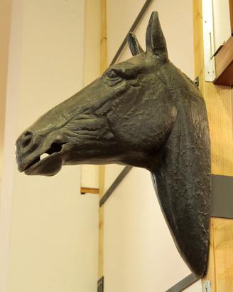 Testa di cavallo da esposizione