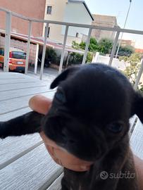 cuccioli femmine bulldog francese €450 Catania 