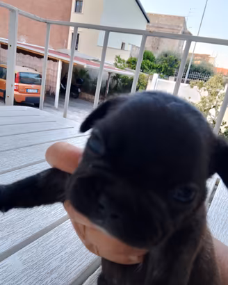 cuccioli femmine bulldog francese €450 Catania 