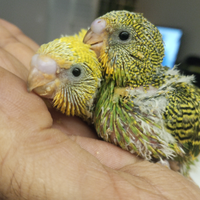 Cocorite allevato a mano