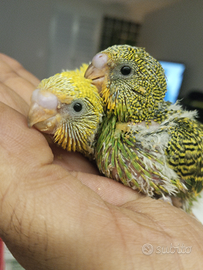 Cocorite allevato a mano