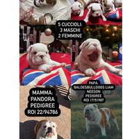 Cuccioli bulldog inglese