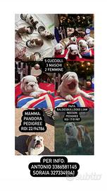 Cuccioli bulldog inglese