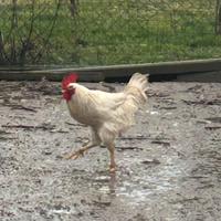Gallo