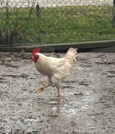 Gallo