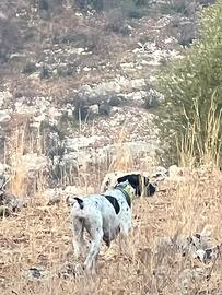 Pointer