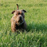 Disponibile per monte