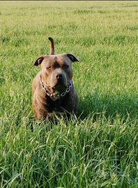 Disponibile per monte