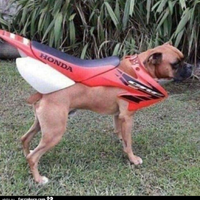 Honda CRF