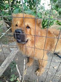 Cane Chow Chow femmina