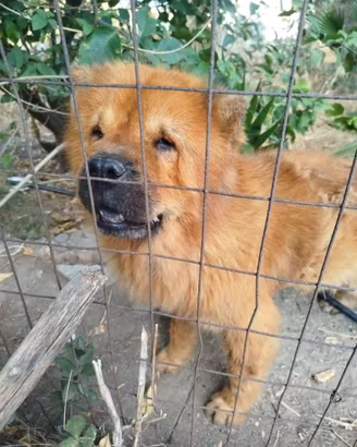 Cane Chow Chow femmina