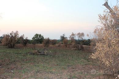 Terreno agro di Gallipoli