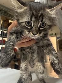 Gatto cucciolo età 6-8 settimane