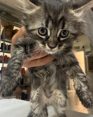 Gatto cucciolo età 6-8 settimane