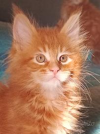 Cuccioli di Maine coon
