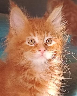 Cuccioli di Maine coon