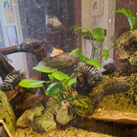 Cichlasoma nigrofasciatum