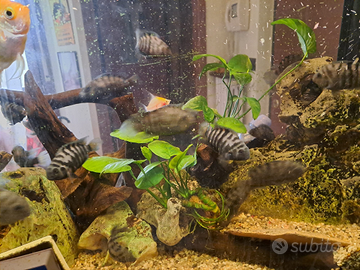 Cichlasoma nigrofasciatum