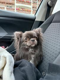 Monta Chihuahua pelo lungo