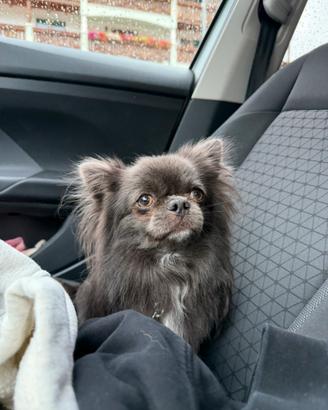 Monta Chihuahua pelo lungo