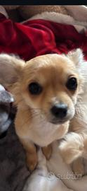 Chihuahua femmine a pelo lungo di 7 mesi