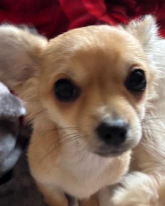 Chihuahua femmine a pelo lungo di 7 mesi