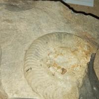 ammonite triassico 