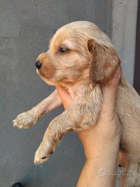 Animali