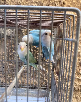 Inseparabili