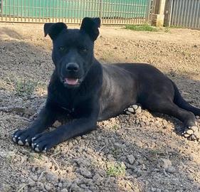 Pitbull mix in adozione