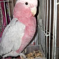 Cacatua roseicapille
