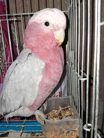 Cacatua roseicapille
