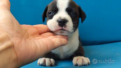 Staffordshire bull terrier