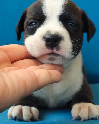 Staffordshire bull terrier