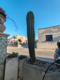 🌵 Cactus colonnare