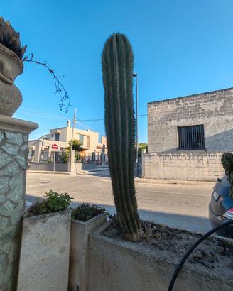 🌵 Cactus colonnare
