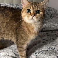 Gatto britannico colore tabby dorato