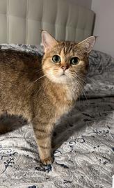 Gatto britannico colore tabby dorato